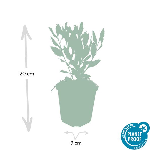 Aster agératoïdes 'Ashvi' - ↕10-25cm - Ø9cm - 6x