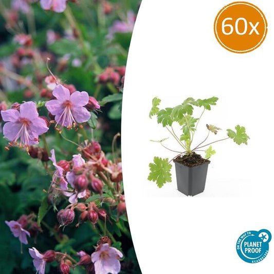 Geranium macr. 'Ingwersen's Var.' - ↕10-25cm - Ø9cm - 60x