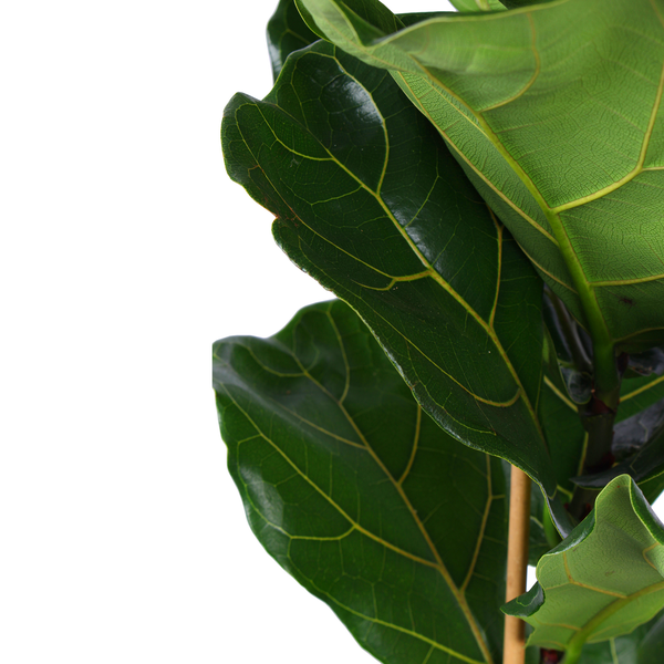 Ficus Lyrata - Ø21cm - ↕90cm en pot Boule TAUPE