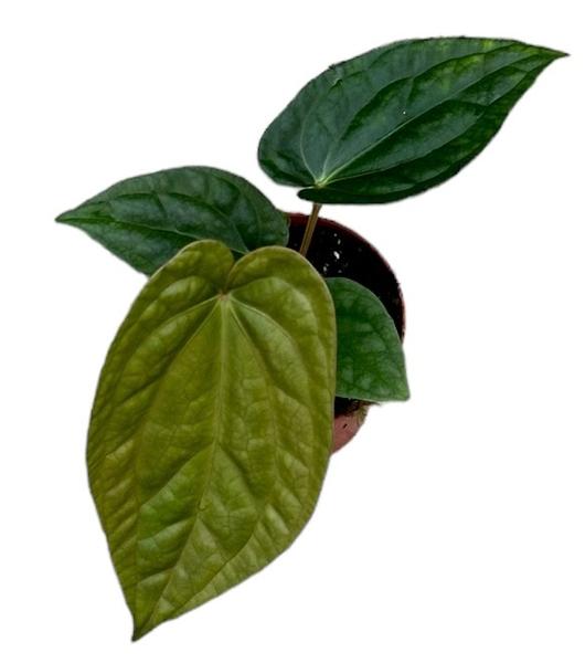 Anthurium magnifique