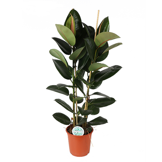 Ficus Elastica Robusta Ø24cm - ↕110cm