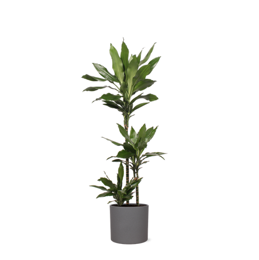 Dracaena Janet Lind Ø24cm ↕120cm in Era ANTRACIET pot