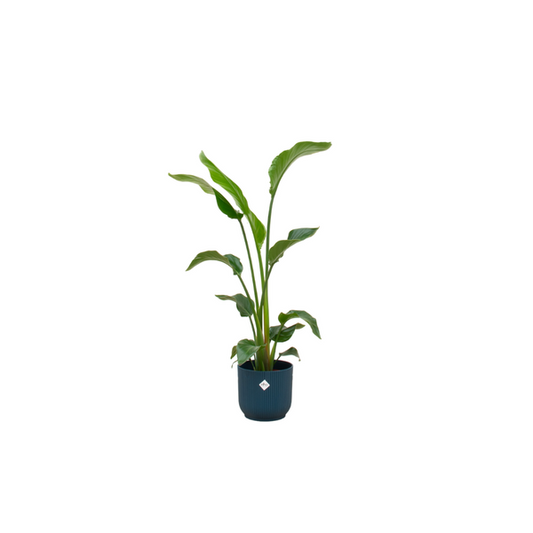 Offre combinée - Strelitzia Nicolai avec elho Vibes Fold Round bleu Ø22 - 100 cm