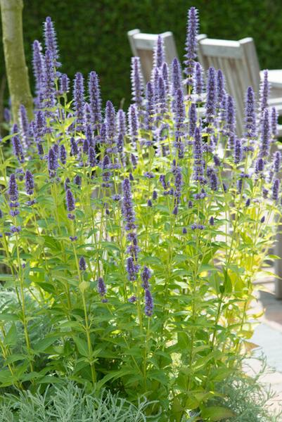 Agastache 'Black Adder' - ↕10-25cm - Ø9cm - 60x