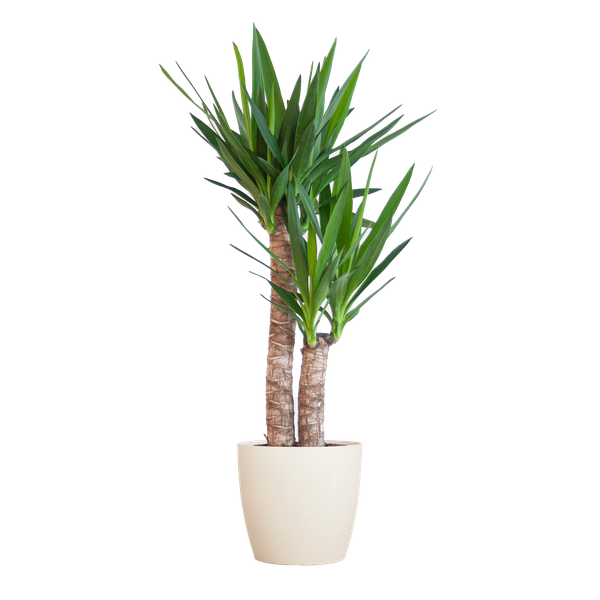 Yucca Elephantipes avec Viber blanc - 90cm - Ø21