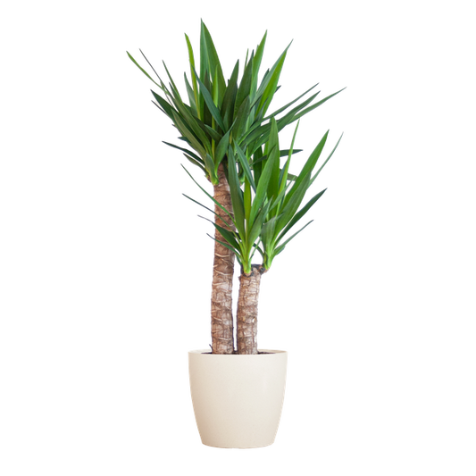 Yucca Elephantipes avec Viber blanc - 90cm - Ø21
