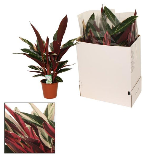 Calathea Triostar - Ø19cm - ↕80cm