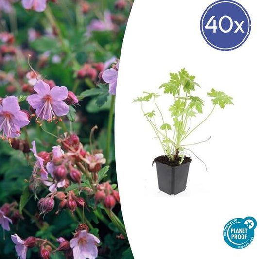 Geranium macrorrhizum - ↕10-25cm - Ø9cm - 40x