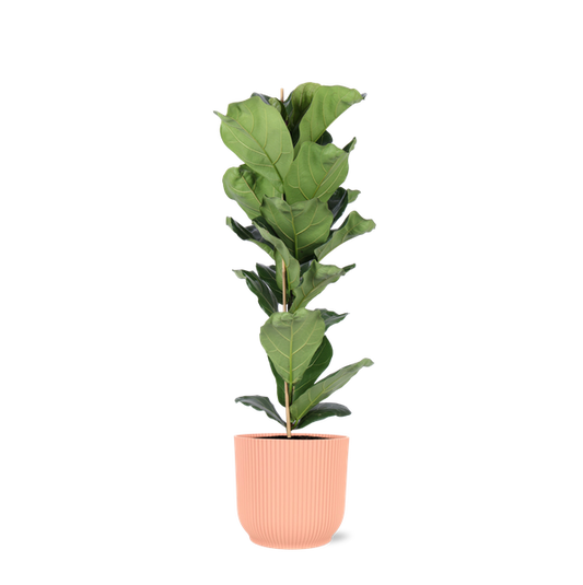 Ficus Lyrata - Ø21cm - ↕90cm en pot Vibes ROSE