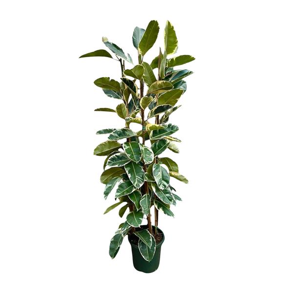 Arbuste Ficus Elastica Tineke - 225cm - ø40