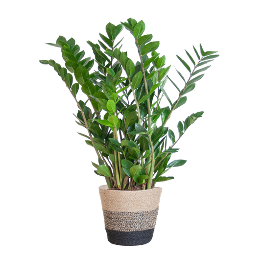 Zamioculcas Zamiifolia avec Panier Lisbonne noir - 80cm - Ø21