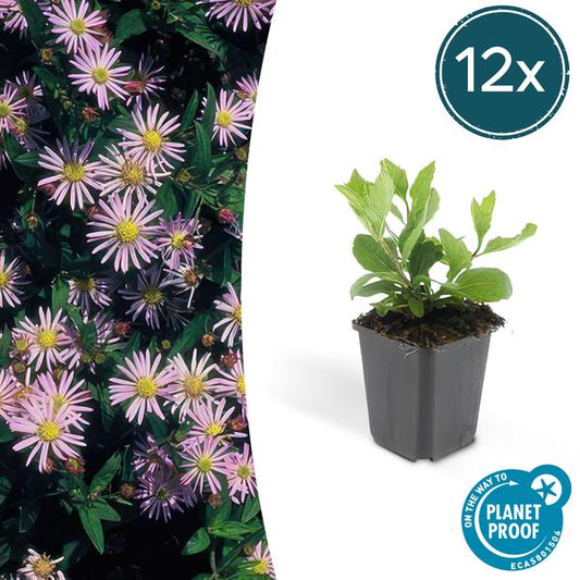 Aster ageratoides 'Asran' - ↕10-25cm - Ø9cm - 12x