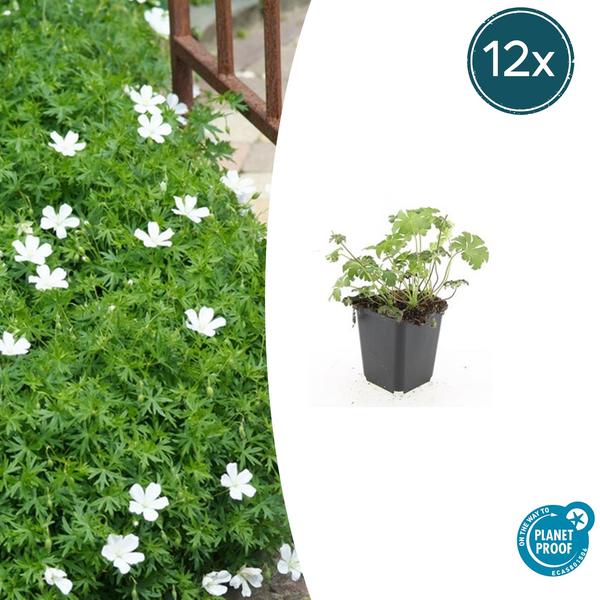 Geranium sang. 'Album' - ↕10-25cm - Ø9cm - 12x