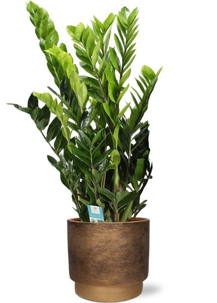 Zamioculcas Zamiifolia - Ø21cm - ↕95cm + Pot Merle D24x22cm - Or