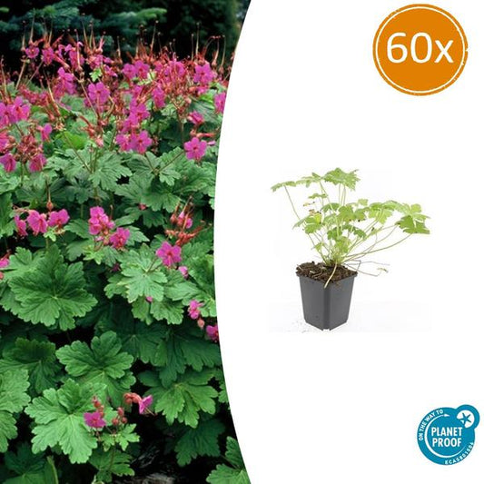 Geranium macr. 'Czakor' - ↕10-25cm - Ø9cm - 60x