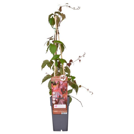 Parthenocissus tricuspidata 'Veitch Boskoop' - Ø15cm - ↕65cm