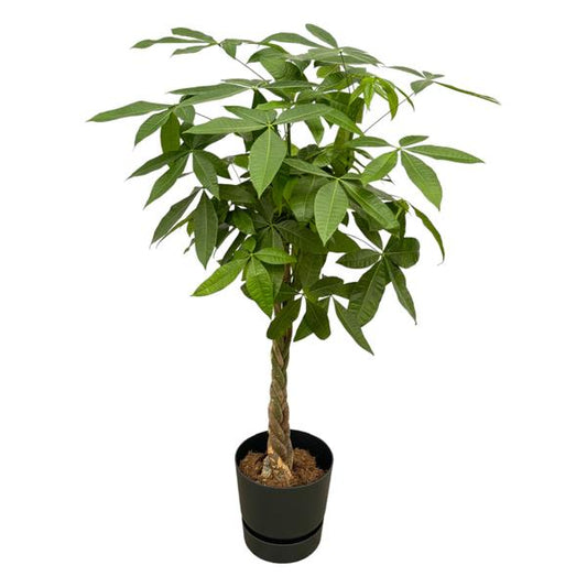 Pachira Aquatica incluant elho Greenville Round noir - 160cm - Ø30