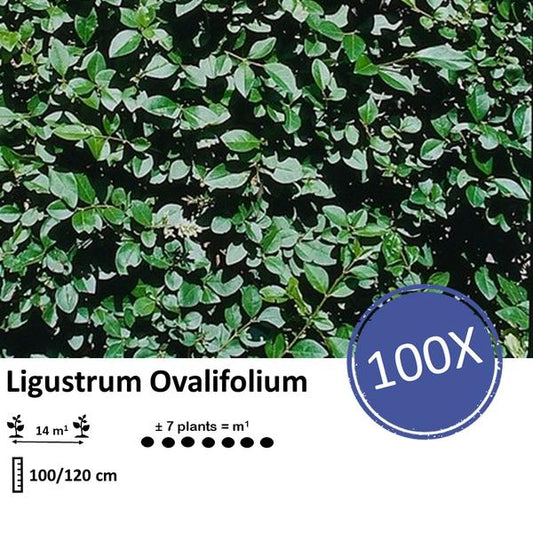 Ligustrum Ovalifolium - Racine nue - 100/120 - 100x