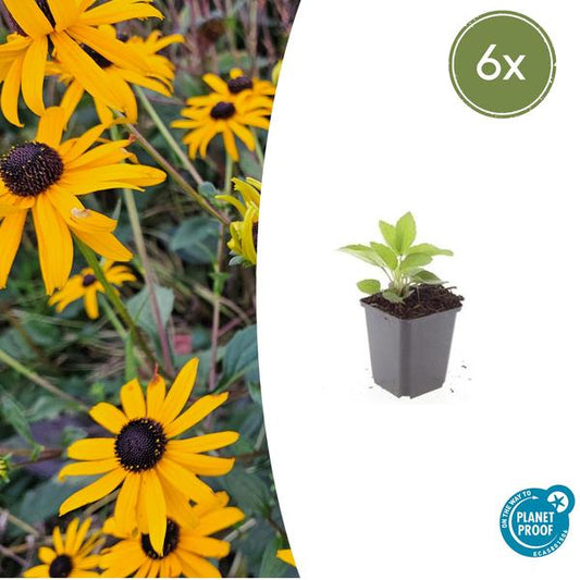 Rudbeckia fulgida 'Goldsturm' - ↕10-25cm - Ø9cm - 6x