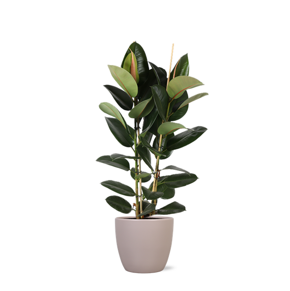 Ficus Elastica Robusta Ø24cm - ↕110cm in Boule TAUPE pot