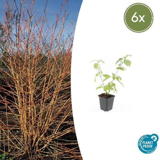 Cornus chantait. 'Orange d'hiver d'Anny' - ↕10-25cm - Ø9cm - 6x