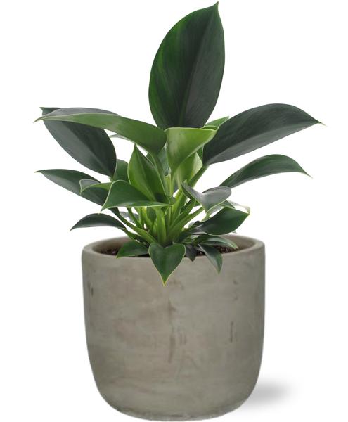 Philodendron Green Princess - Ø12cm - ↕25cm + Stone Rond D13,5x13cm - Grijs