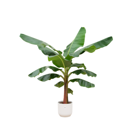 Offre combinée - Bananier (Musa) avec elho Vibes Fold Round blanc Ø30 - 150 cm