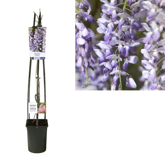 Wisteria Sinensis +Étiquette lumineuse - Ø23cm - ↕115cm