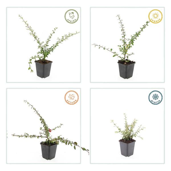 Cotoneaster suec. 'Coral Beauty' - ↕10-25cm - Ø9cm - 60x