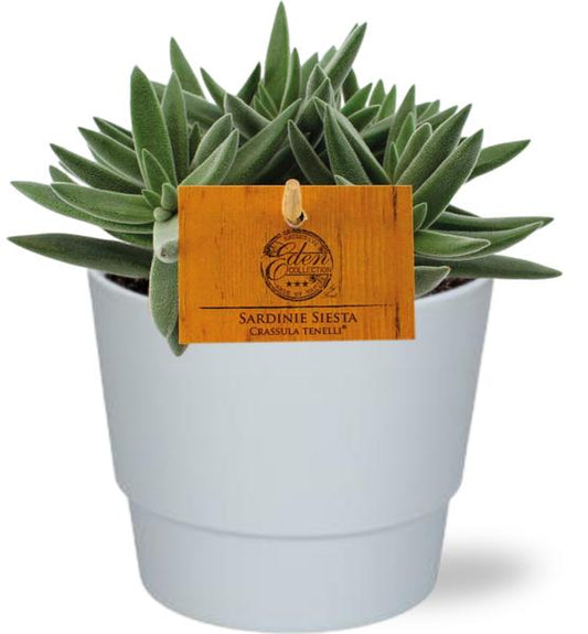 Crassula Tenelli - Ø11cm - ↕15cm + Pot Basic D11,5x9cm - Wit