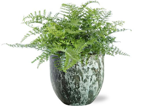Asplenium Parvati - Ø21cm - ↕40cm + Sem Pot D24x22cm - Groen