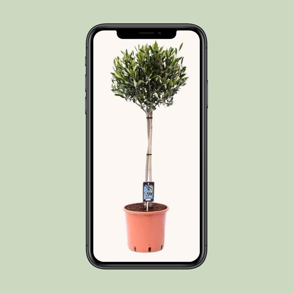 Oléa Olive - Ø22cm - ↕100cm