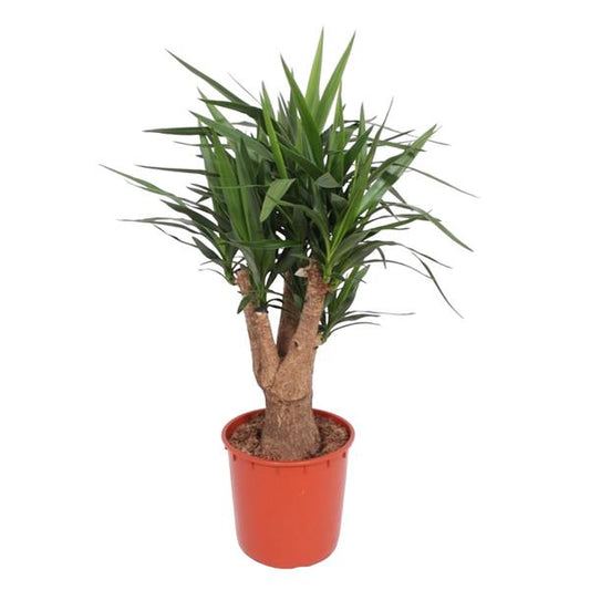 Yucca Elephantipes ramifié - 140 cm - ø34
