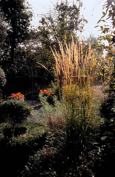 Calamagrostis acut. 'Karl Foerster'  - ↕10-25cm - Ø9cm - 60x
