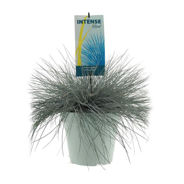 Festuca Glauca Bleu Intense - Ø23cm - ↕50cm