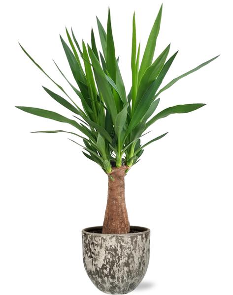 Yucca "Arbre Maya" - Ø19cm - ↕80cm + Pot Sem D20x18cm - Marron