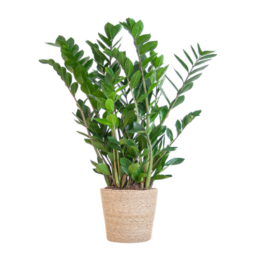 Zamioculcas Zamiifolia avec panier Sofia naturel - 80cm - Ø21