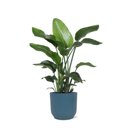 Strelitzia Nicolai - Ø21cm - ↕80cm en pot Vibes bleu