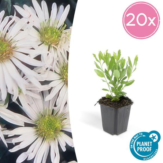 Aster ageratoides 'Ashvi' - ↕10-25cm - Ø9cm - 20x