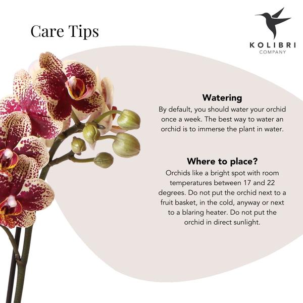 Orchidées colibris | Orchidée Phalaenopsis rouge jaune - Espagne + Pot décoratif émaillé cognac - taille du pot Ø9cm - 40 cm de haut | plante d'intérieur à fleurs - fraîchement sortie du producteur