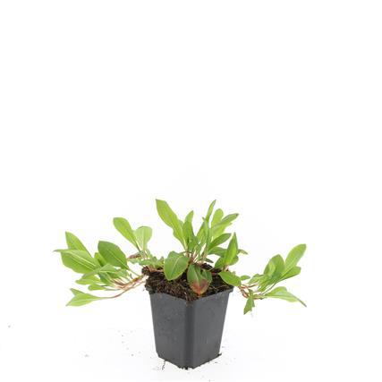 Persicaria aff. 'Darjeeling Red' - ↕10-25cm - Ø9cm - 60x