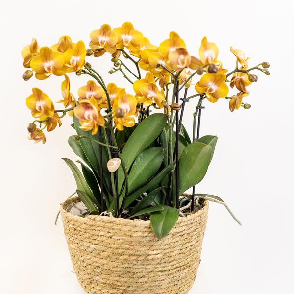 Orchidées colibris | ensemble d'orchidées orange dans un panier à roseaux avec réservoir d'eau | trois orchidées orange Las Vegas 12cm | Mono Bouquet orange avec réservoir d'eau autosuffisant.