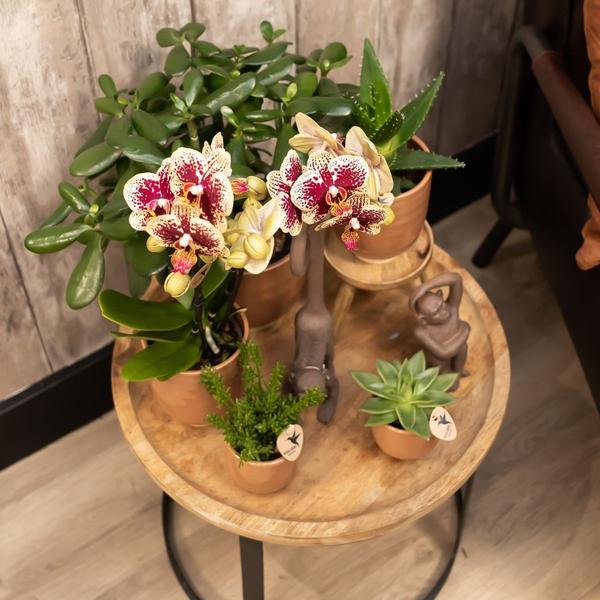 Orchidées colibris | Orchidée Phalaenopsis rouge jaune - Espagne + Pot décoratif émaillé cognac - taille du pot Ø9cm - 40 cm de haut | plante d'intérieur à fleurs - fraîchement sortie du producteur