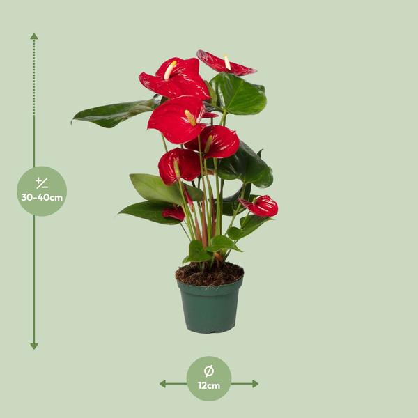 Anthurium Rouge - Ø12cm - ↕40cm