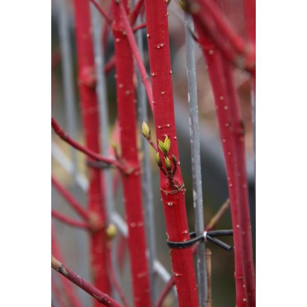 Cornus alba 'Sibirica' - Witte Kornoelje - Kant-en-Klaar Haag - 120 x 180 cm - 1 pcs