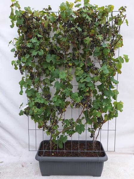 Vitis 'Boskoop Glory' - raisin bleu - Haie prête à l'emploi - 120 x 180 cm