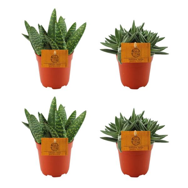 2x Aloe Paradisicum + 2x Crassula Tenelli - 4 pièces - Ø10,5cm - ↕10cm
