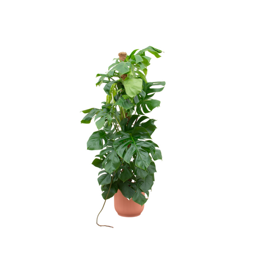 Offre combinée - Monstera Pertusum XL avec elho Vibes Fold Round rose Ø30 - 150 cm