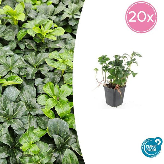 Terme Pachysandra. 'Éclat Vert' - ↕10-25cm - Ø9cm - 20x