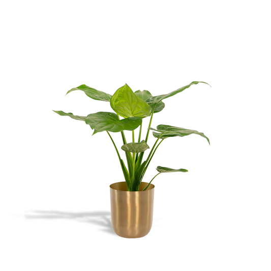 Alocasia Cucullata - Ø19cm - ↕65cm + Pot Mayk Or